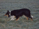 Bladnoch